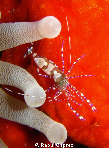 Nice shrimp hidden in its anemone. by Raoul Caprez 
